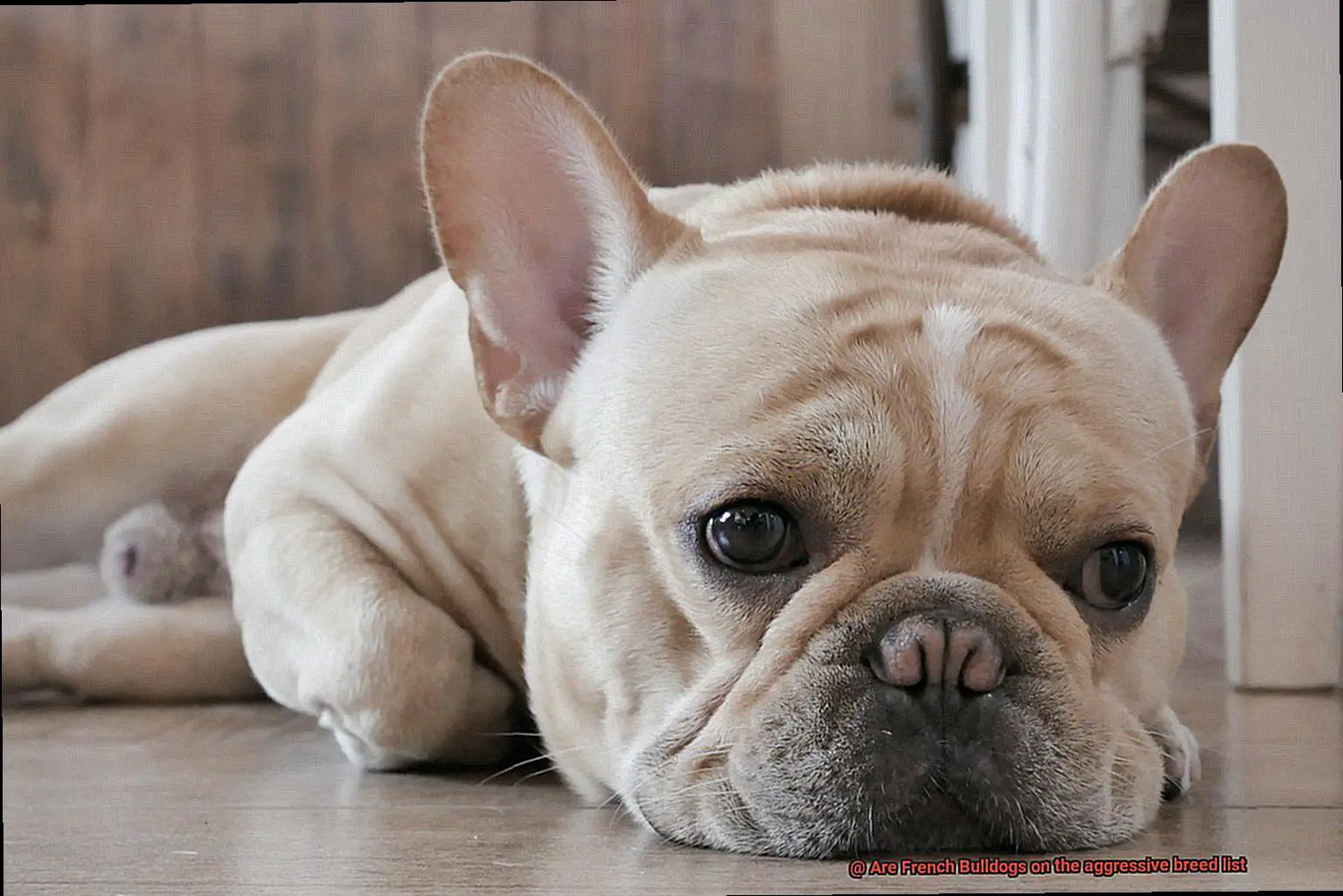 Are French Bulldogs on the aggressive breed list-3