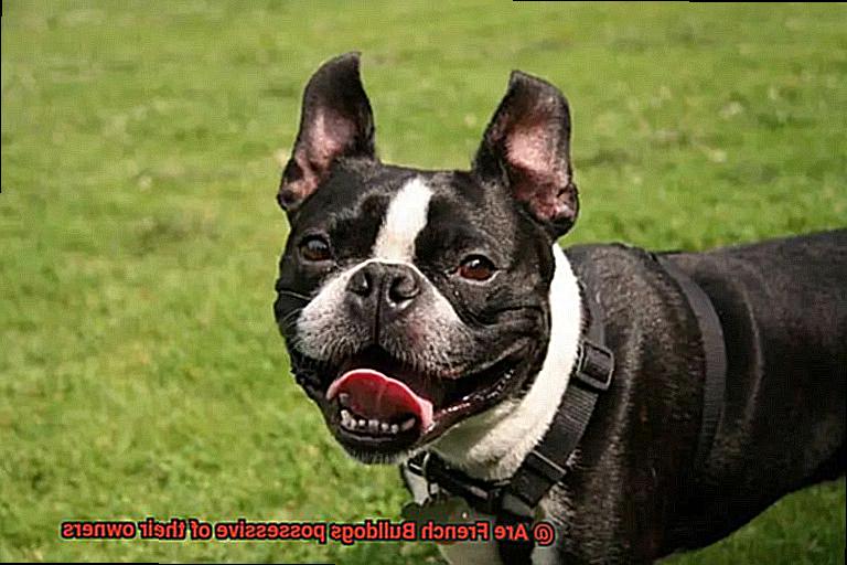 Are French Bulldogs possessive of their owners-2
