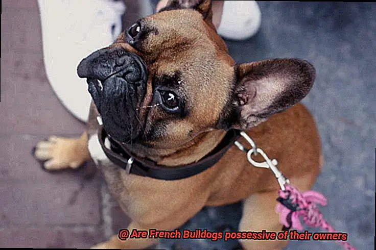 Are French Bulldogs possessive of their owners-4