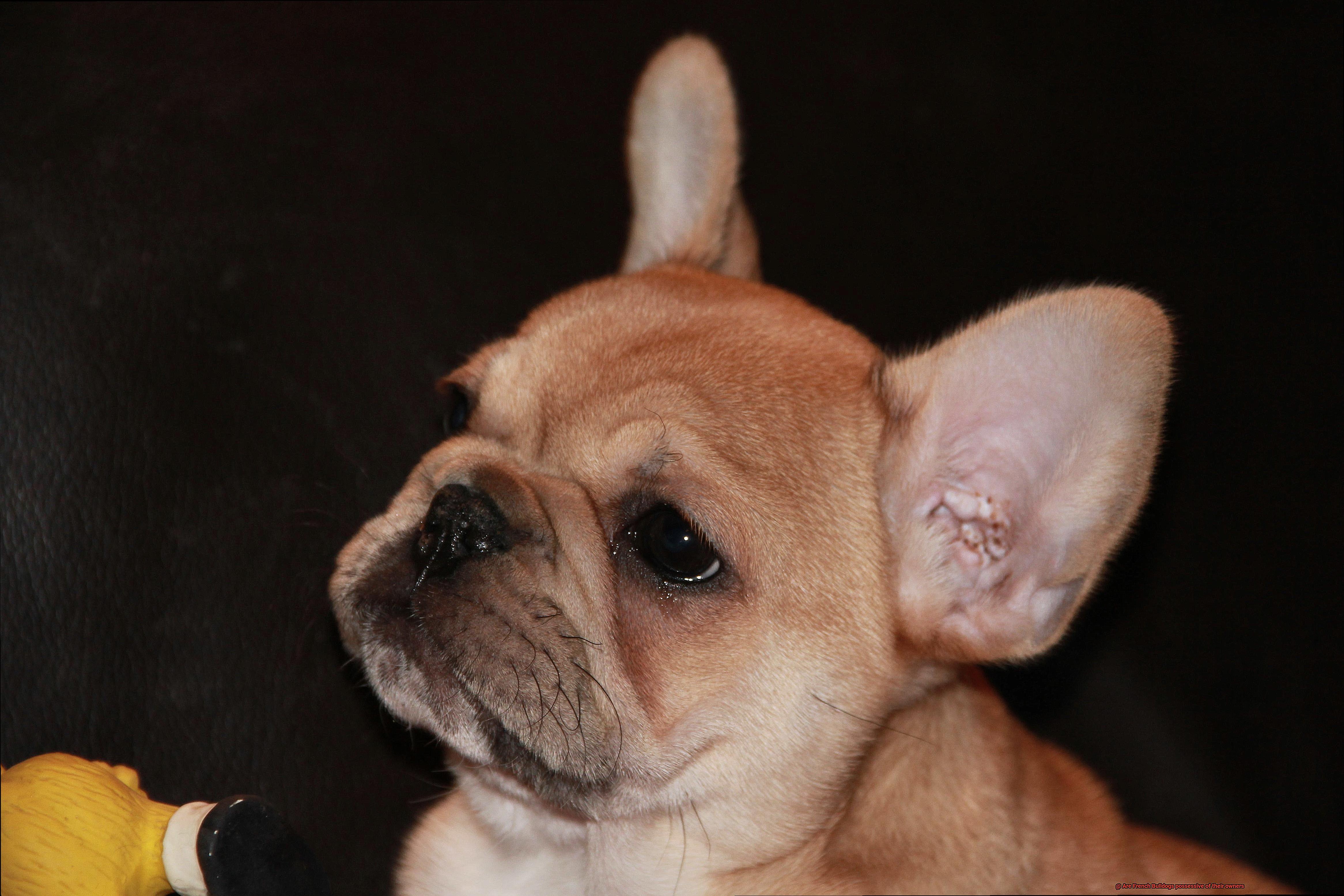 Are French Bulldogs possessive of their owners-5
