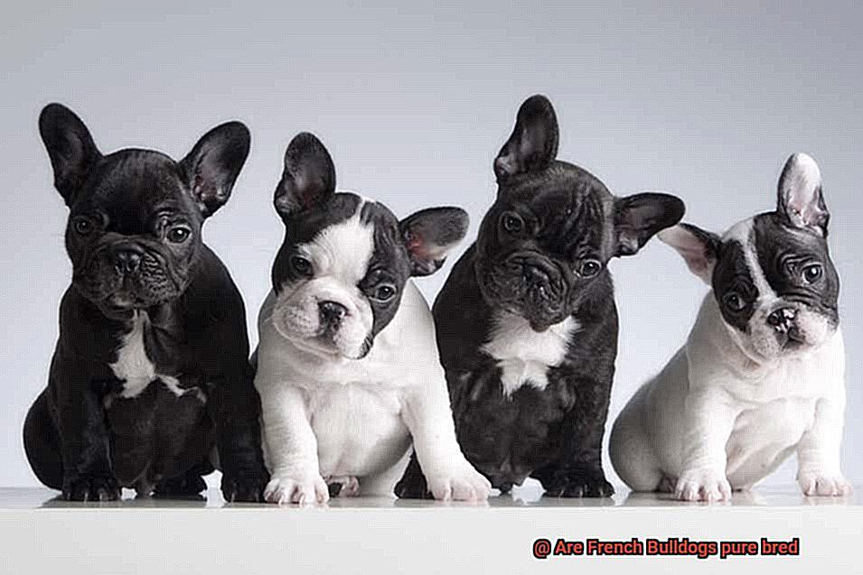 Are French Bulldogs pure bred-3