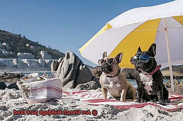 Are French Bulldogs pure bred-4