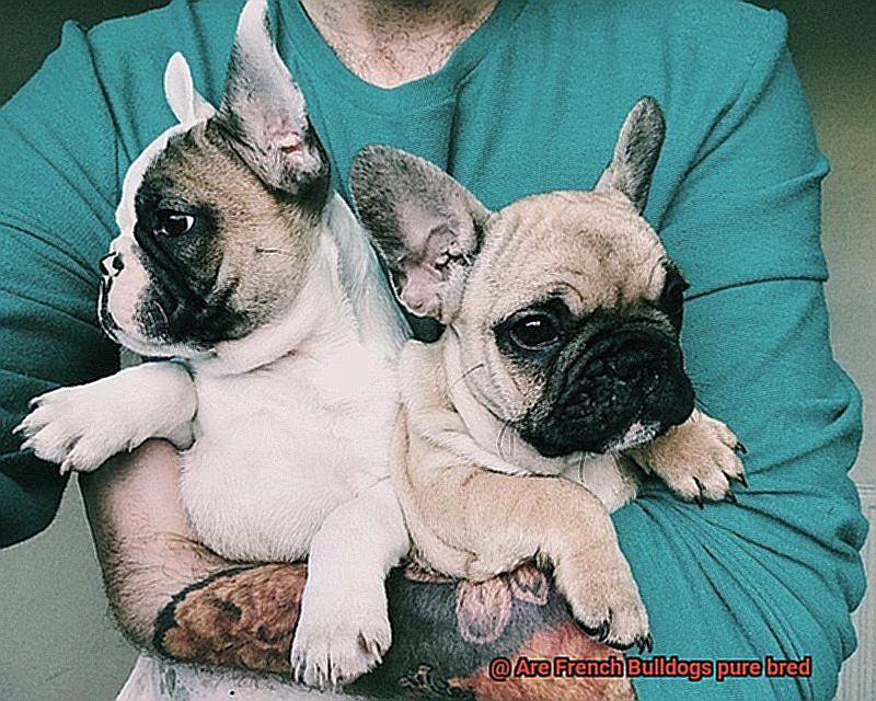 Are French Bulldogs pure bred-7