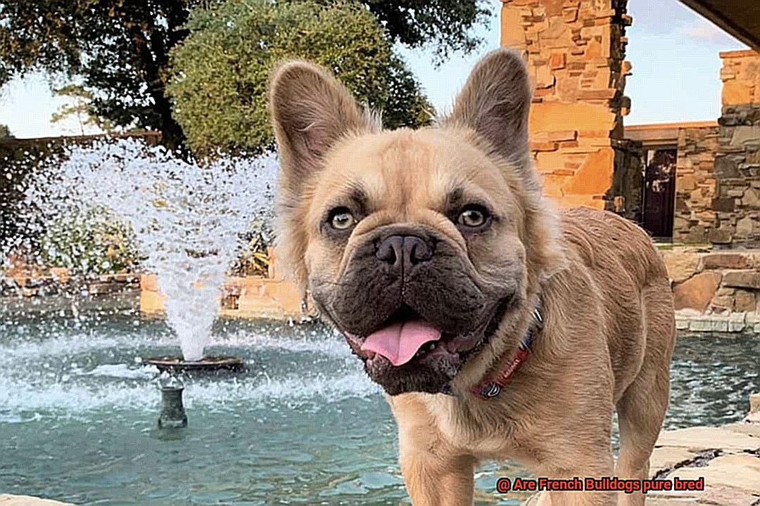 Are French Bulldogs pure bred-2