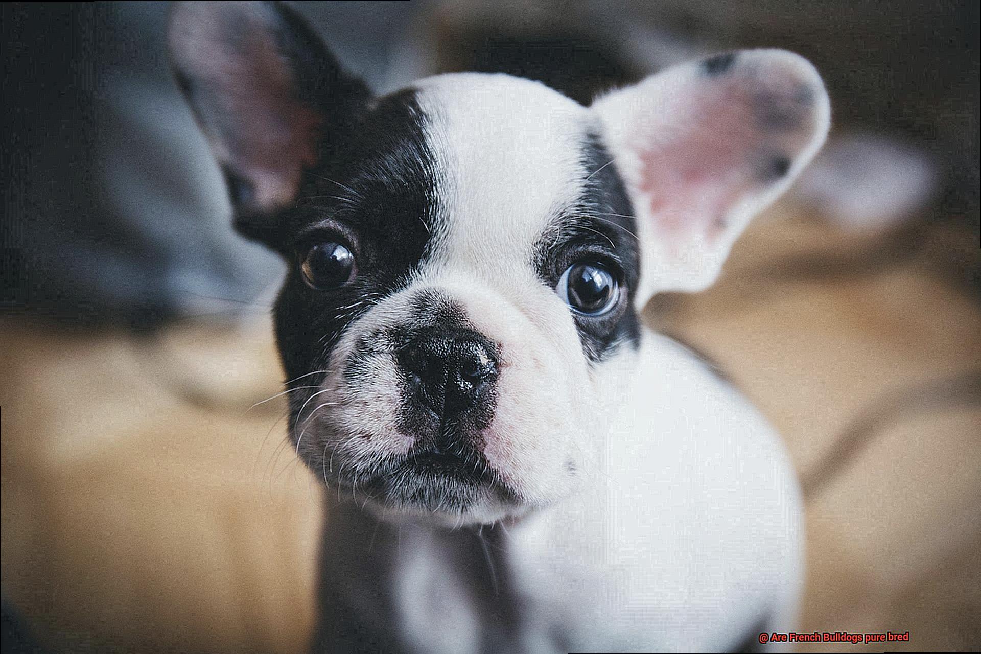 Are French Bulldogs pure bred-6