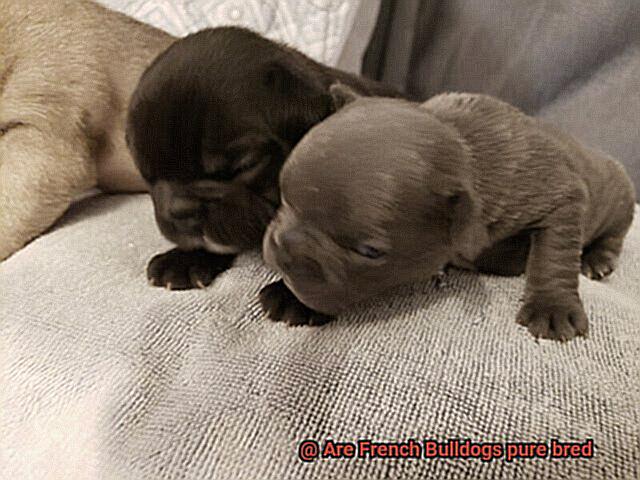 Are French Bulldogs pure bred-5