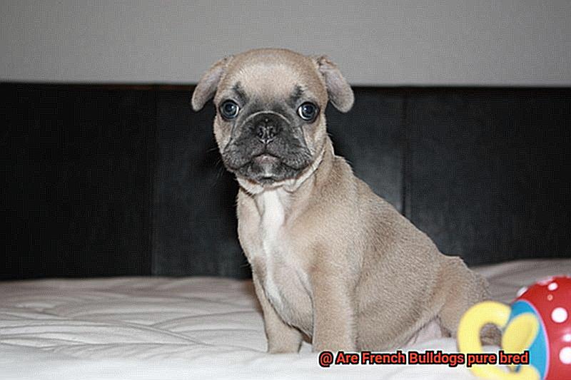 Are French Bulldogs pure bred-8