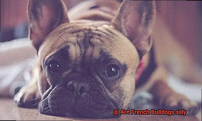 Are French Bulldogs silly-3