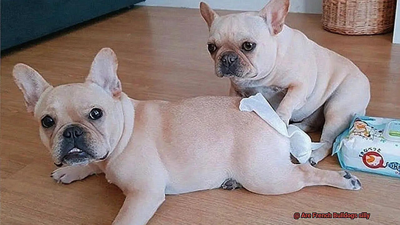 Are French Bulldogs silly-4