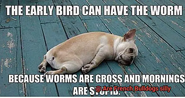 Are French Bulldogs silly-2