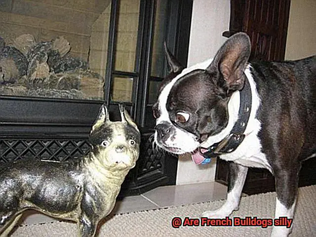 Are French Bulldogs silly-7