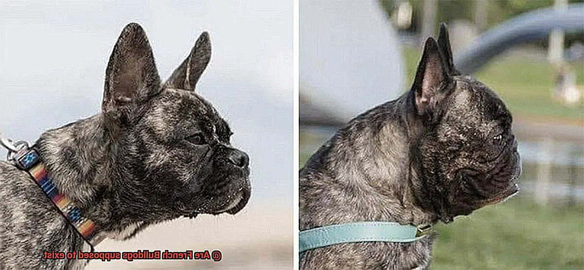Are French Bulldogs supposed to exist-8