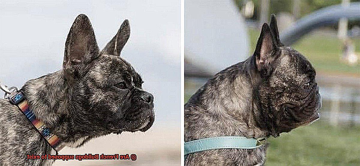 Are French Bulldogs supposed to exist-8