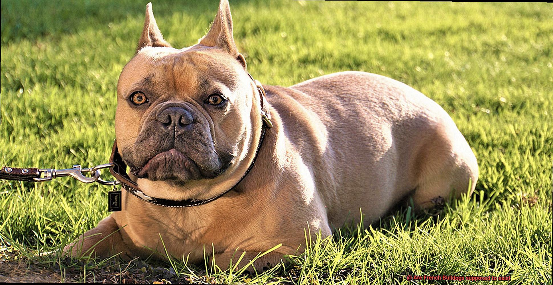 Are French Bulldogs supposed to exist-4