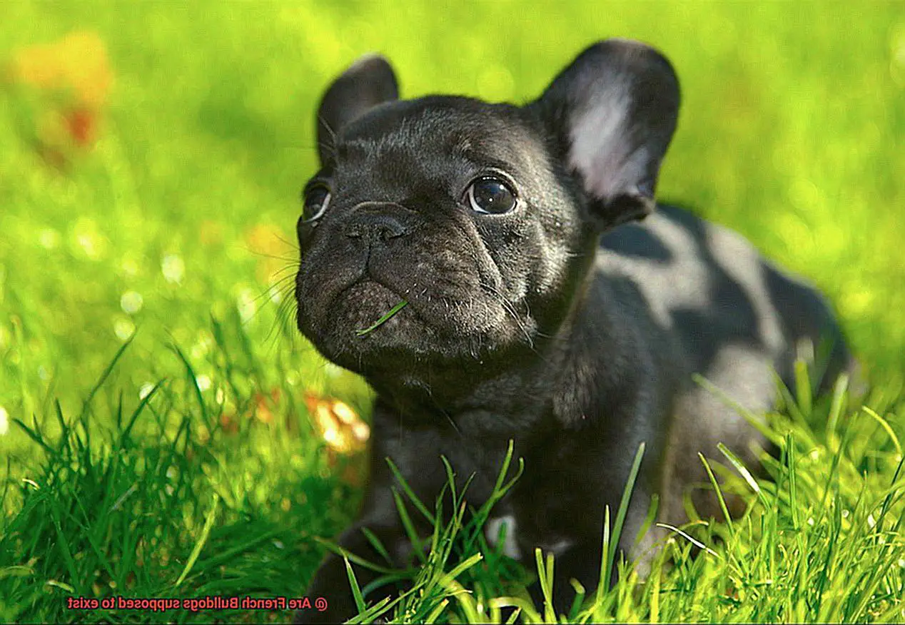 Are French Bulldogs supposed to exist-6