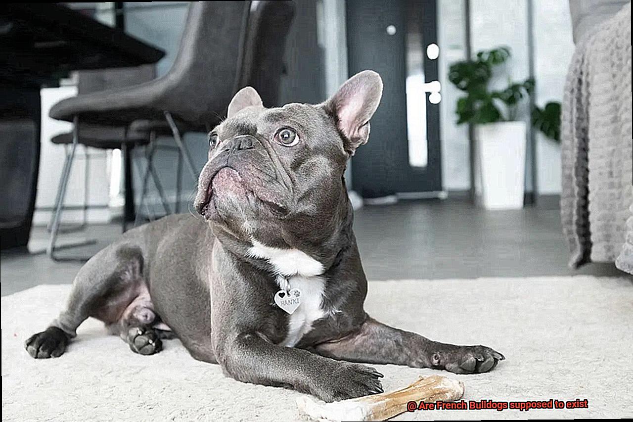 Are French Bulldogs supposed to exist-2