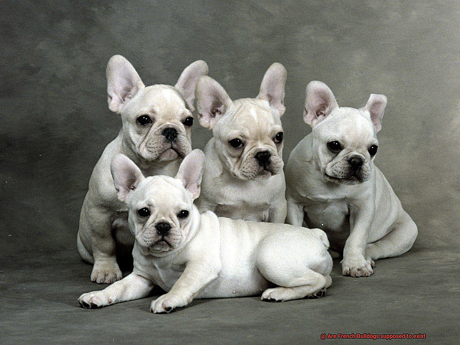 Are French Bulldogs supposed to exist-7