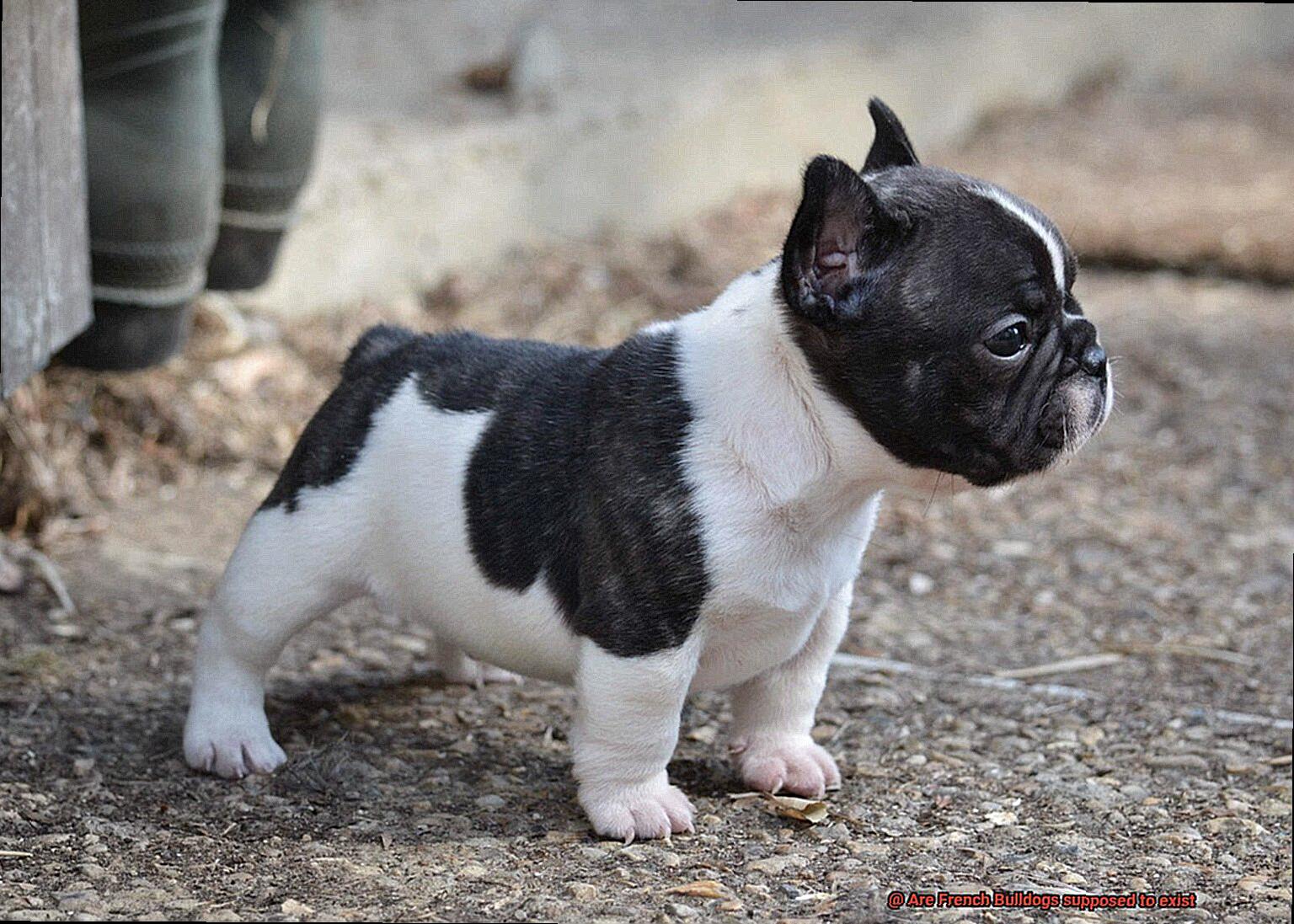 Are French Bulldogs supposed to exist-5