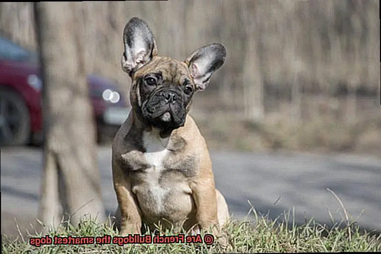 Are French Bulldogs the smartest dogs-3