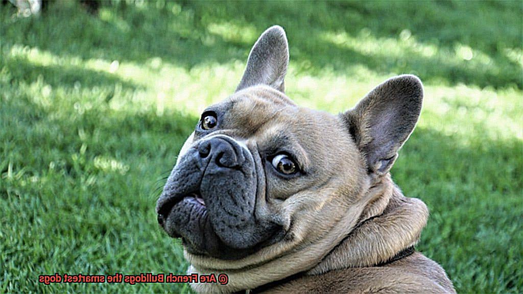 Are French Bulldogs the smartest dogs-6