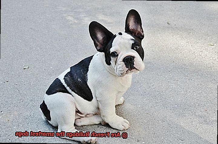 Are French Bulldogs the smartest dogs-2