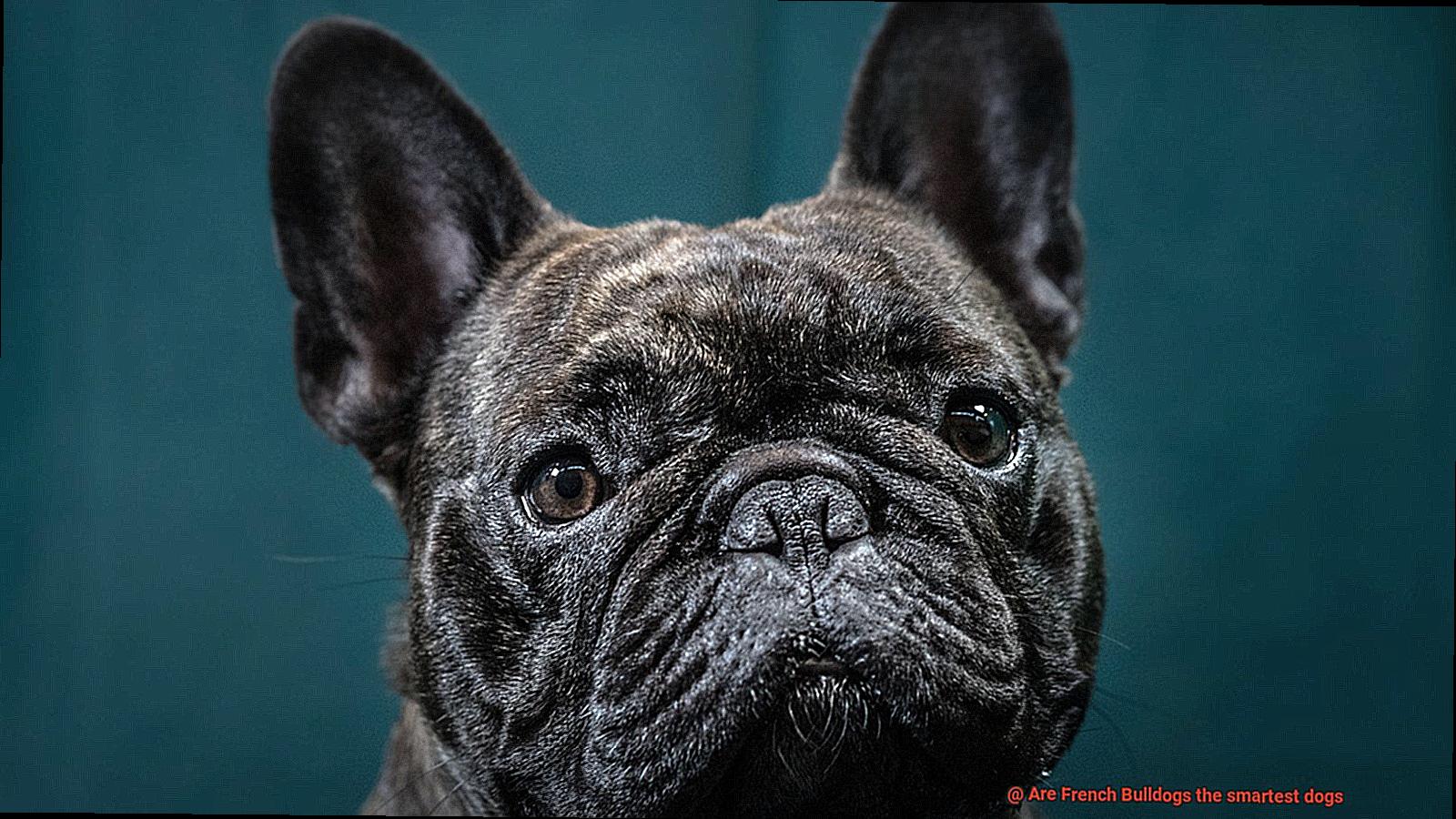 Are French Bulldogs the smartest dogs-4
