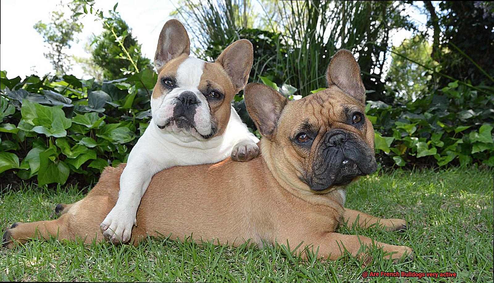 Are French Bulldogs very active-4
