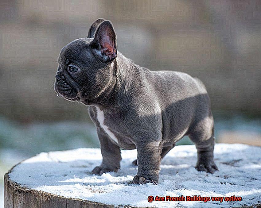 Are French Bulldogs very active-2