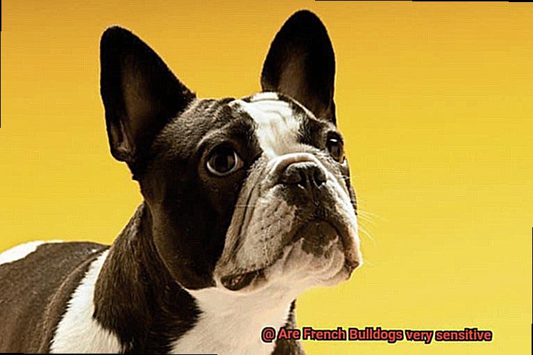 Are French Bulldogs very sensitive-4