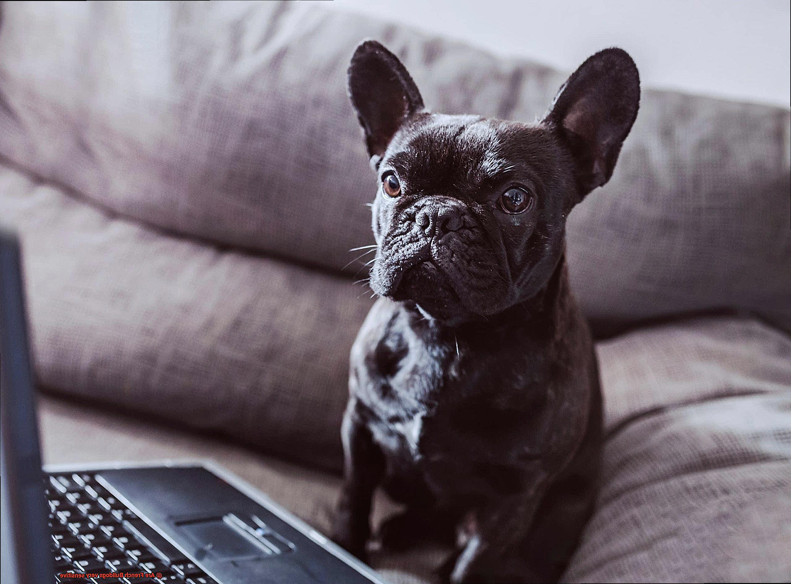 Are French Bulldogs very sensitive-6