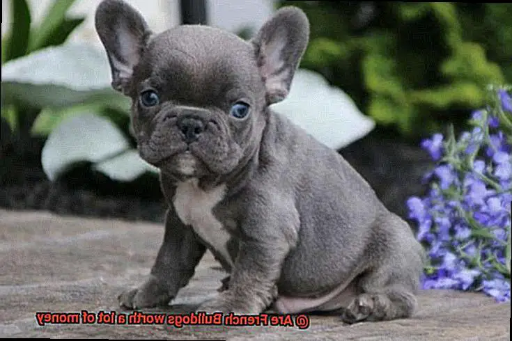 Are French Bulldogs worth a lot of money-11