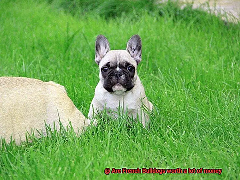 Are French Bulldogs worth a lot of money-5