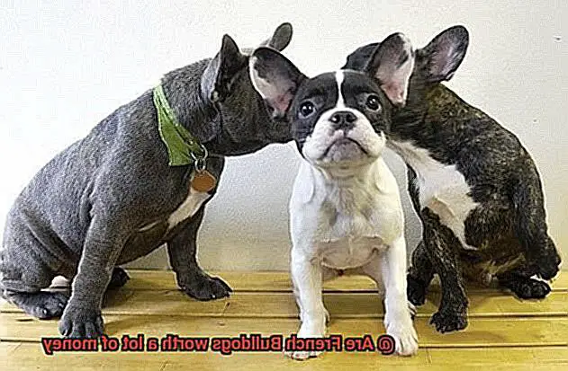 Are French Bulldogs worth a lot of money-6