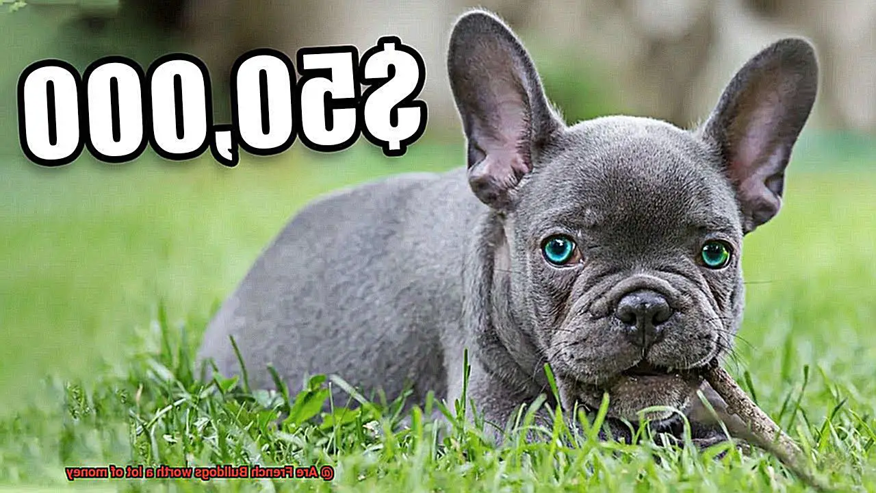 Are French Bulldogs worth a lot of money-8