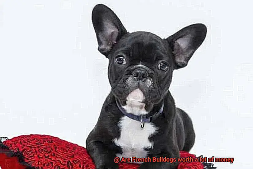 Are French Bulldogs worth a lot of money-9