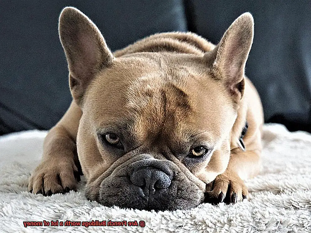 Are French Bulldogs worth a lot of money-10