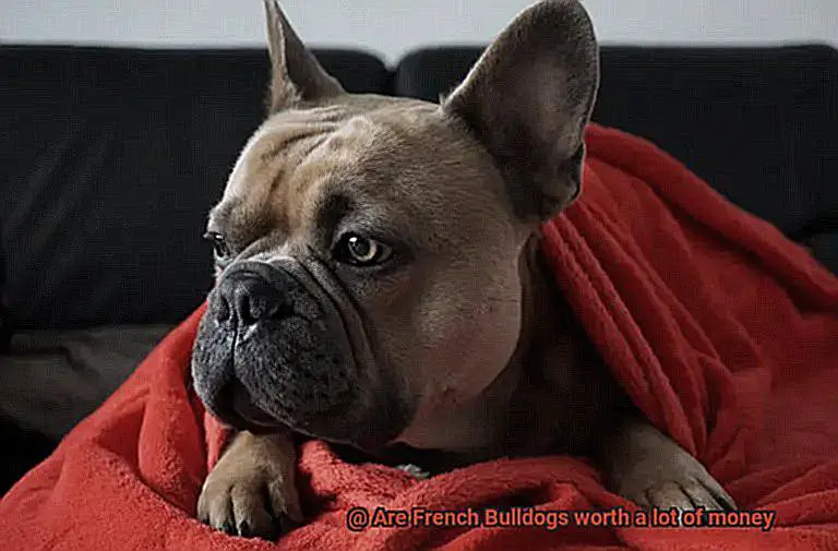 Are French Bulldogs worth a lot of money-7