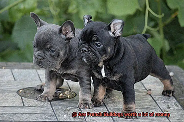Are French Bulldogs worth a lot of money-4