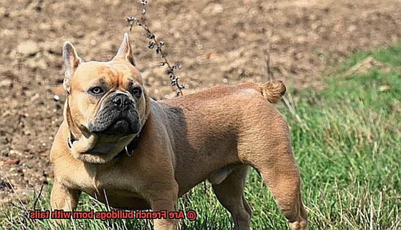Are French bulldogs born with tails-5
