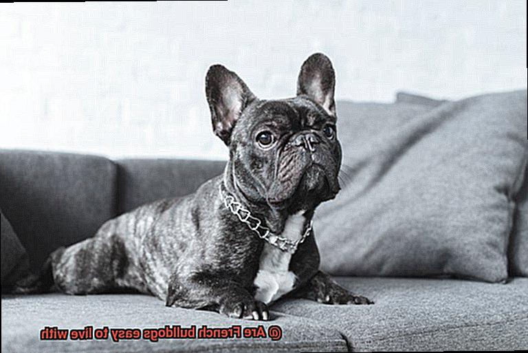 Are French bulldogs easy to live with-3