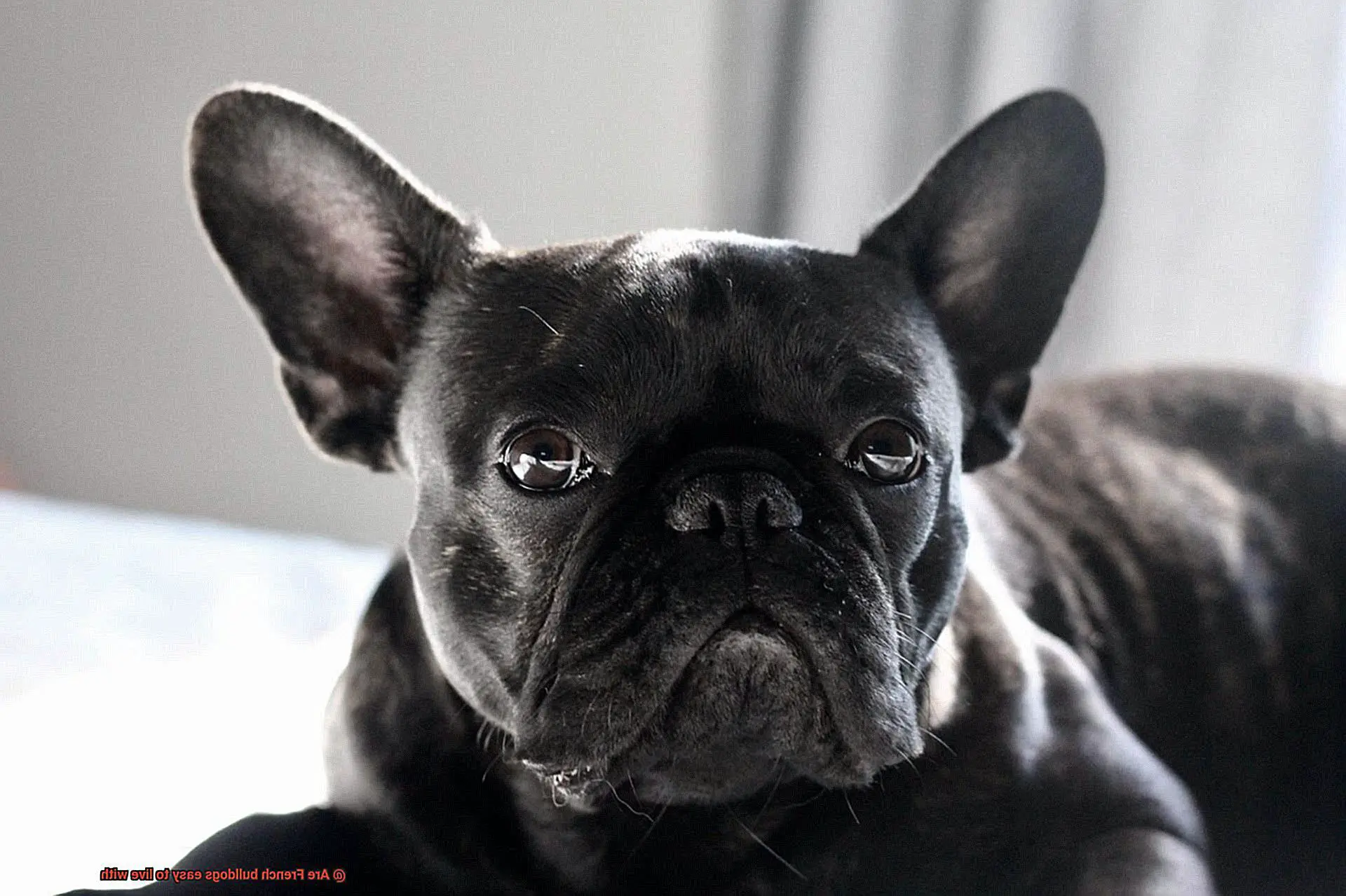 Are French bulldogs easy to live with-6