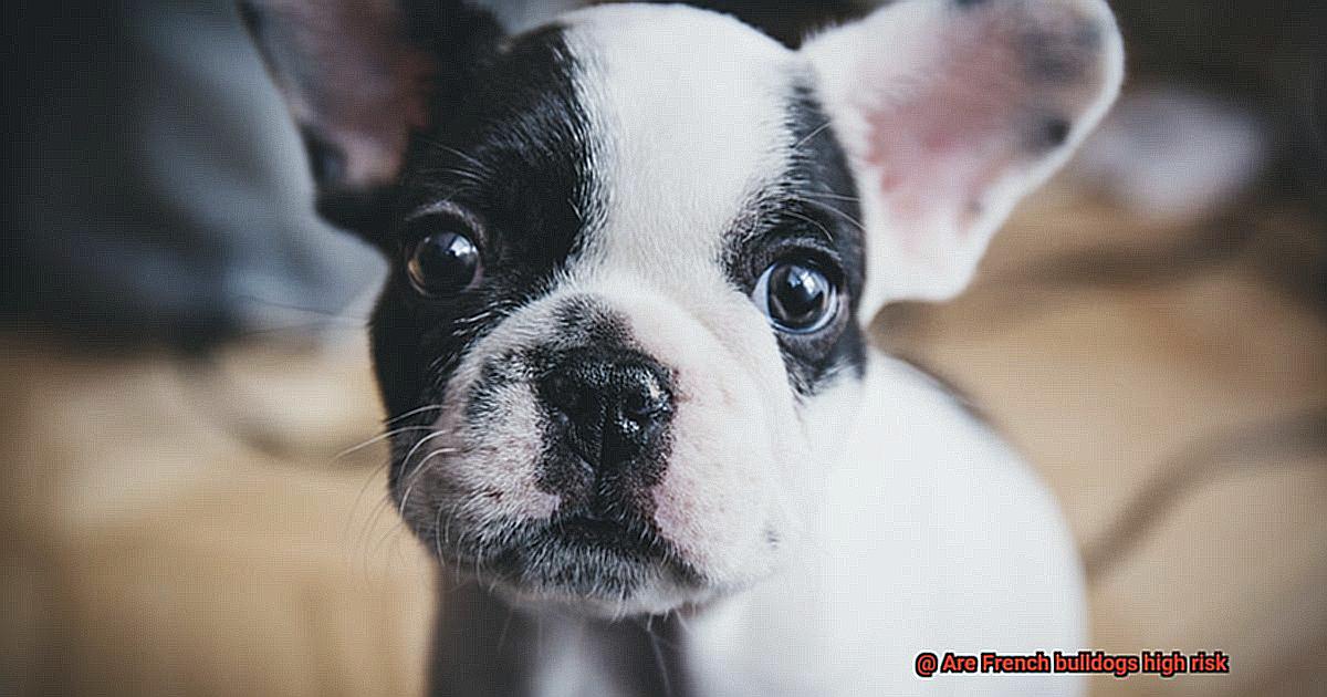 Are French bulldogs high risk-4