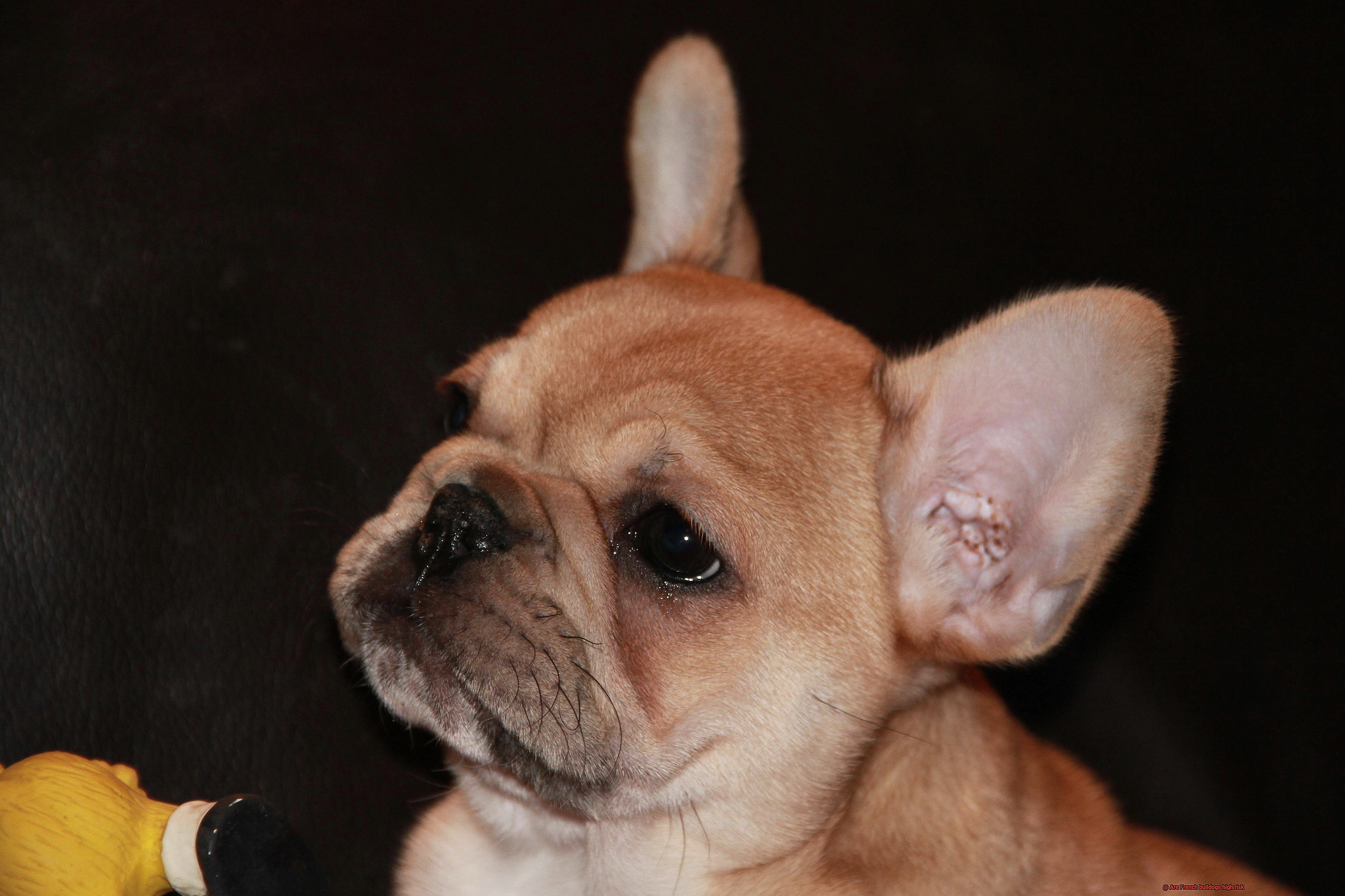 Are French bulldogs high risk-2