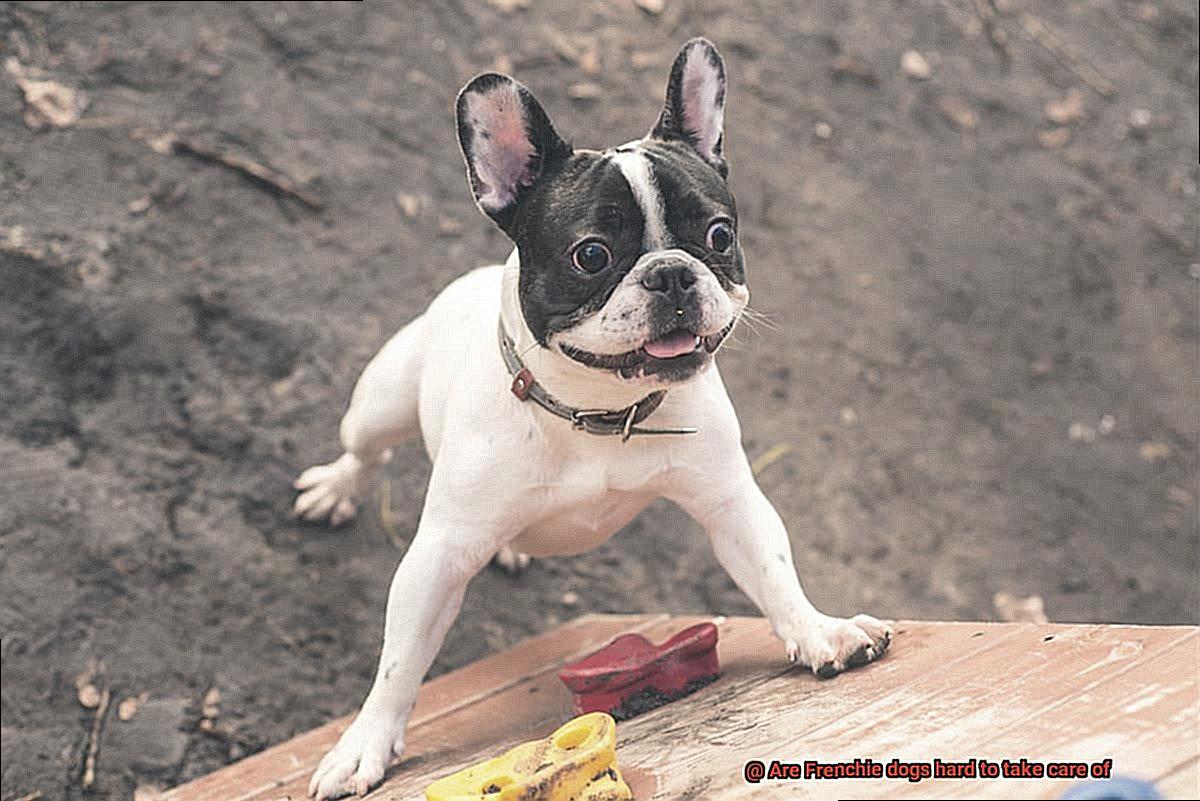 Are Frenchie dogs hard to take care of-2