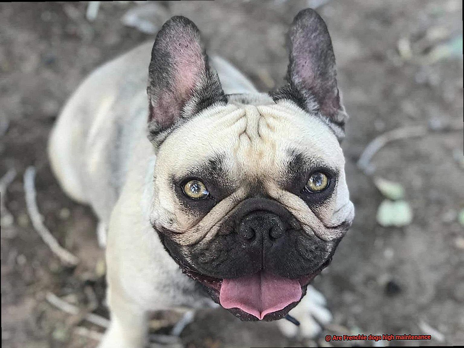Are Frenchie dogs high maintenance-7