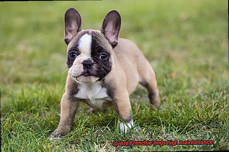 Are Frenchie dogs high maintenance-10
