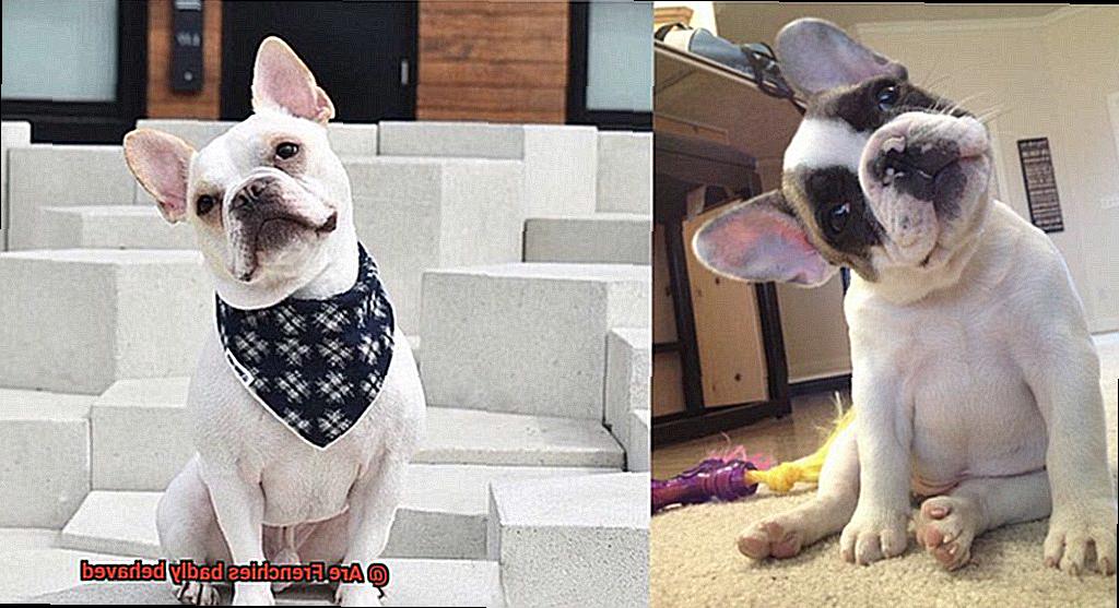 Are Frenchies badly behaved-7