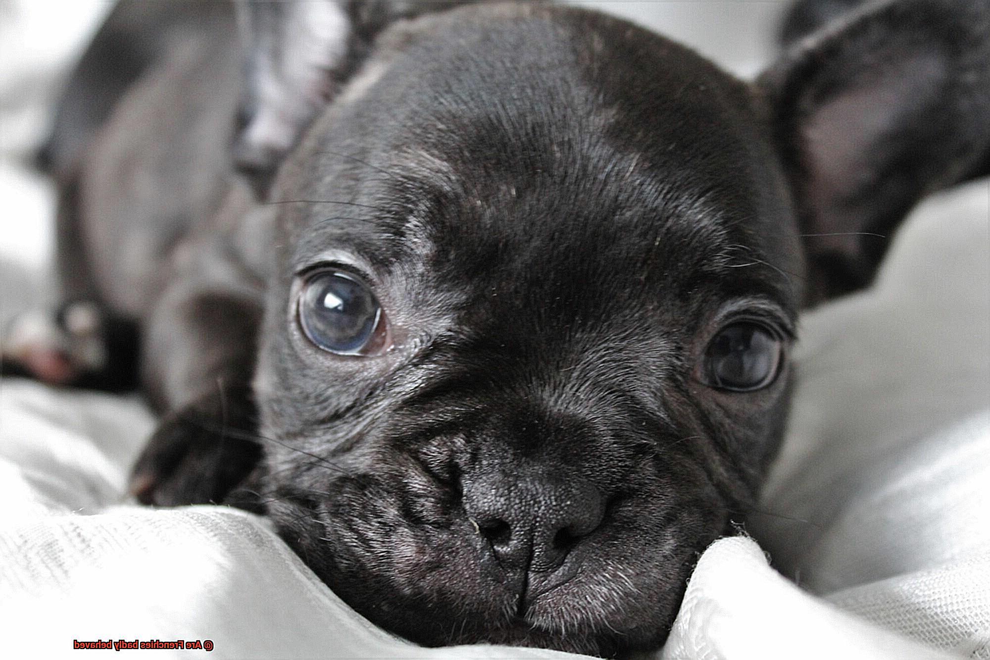 Are Frenchies badly behaved-10