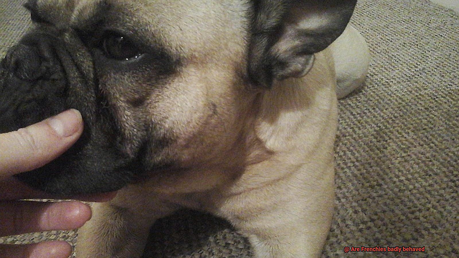 Are Frenchies badly behaved-8