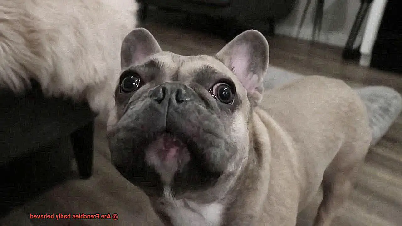 Are Frenchies badly behaved-6